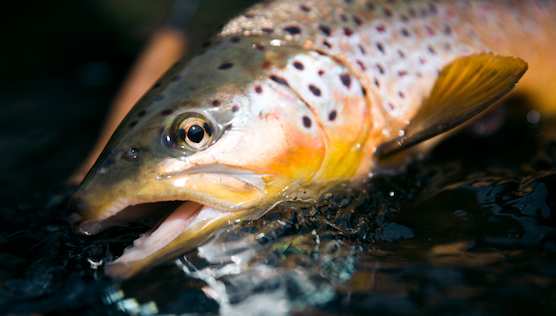 Start in die Forellensaison: Tipps und Tricks