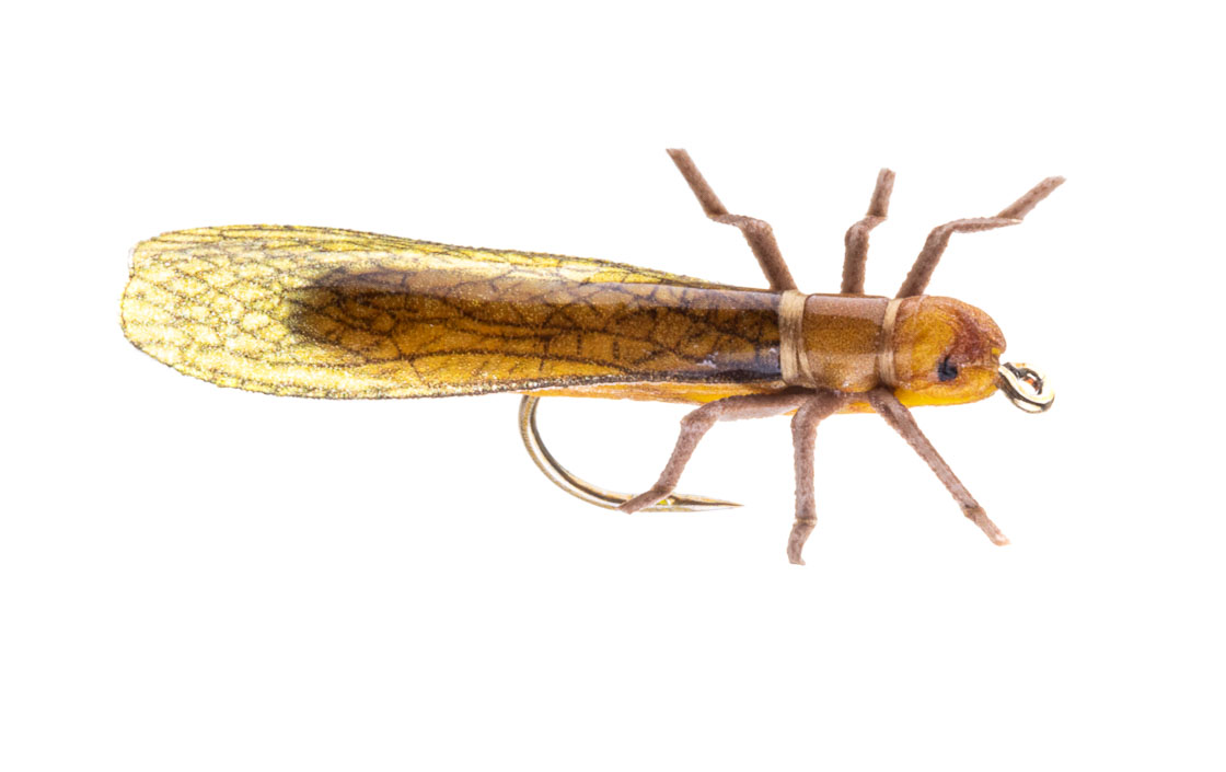 Vania Realistic Golden Stonefly Trockenfliege