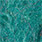 minnow blue
