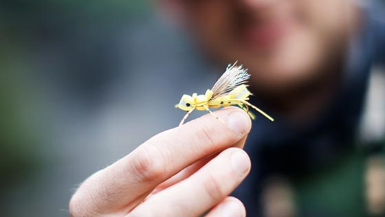 Bernds Kolumne: Brummer, Käfer und andere Landinsekten Bernds Kolumne: Brummer, Käfer und andere Landinsekten