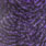 grizzly dyed purple