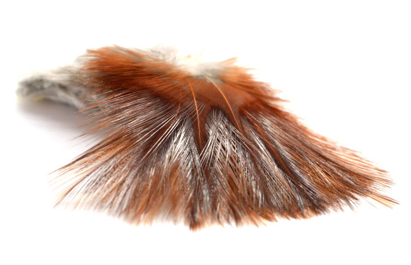 P-20890-5_Fasna_Coq_de_Leon_1_12_Feathers_rubion rubion
