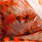 TSR 6 hot orange/black over white