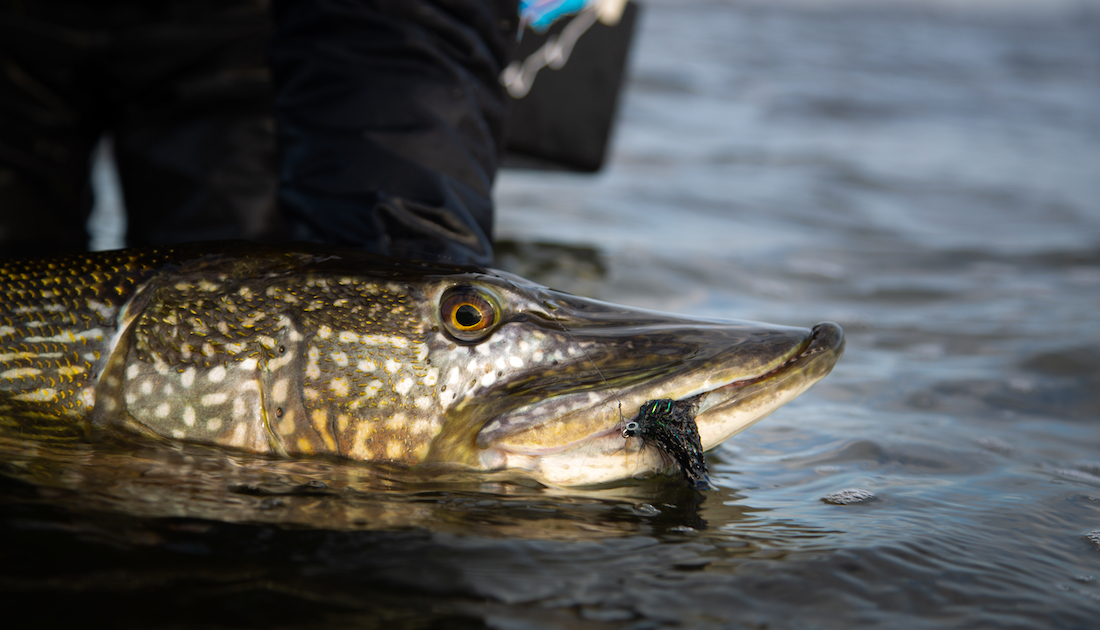 adh-fishing_Hechtstreamer_Bait_Fish_Fibre_Black_Lifesytle_