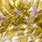 20 green olive