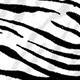 white barred