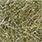 sow bug