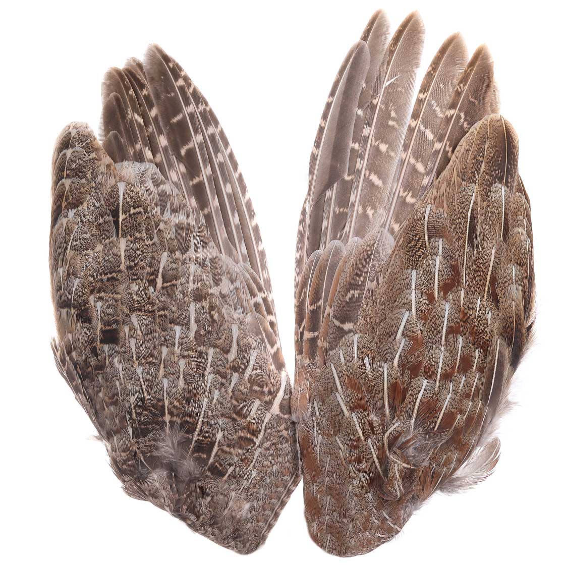 Veniard Partridge English Grey Whole Wings Natural