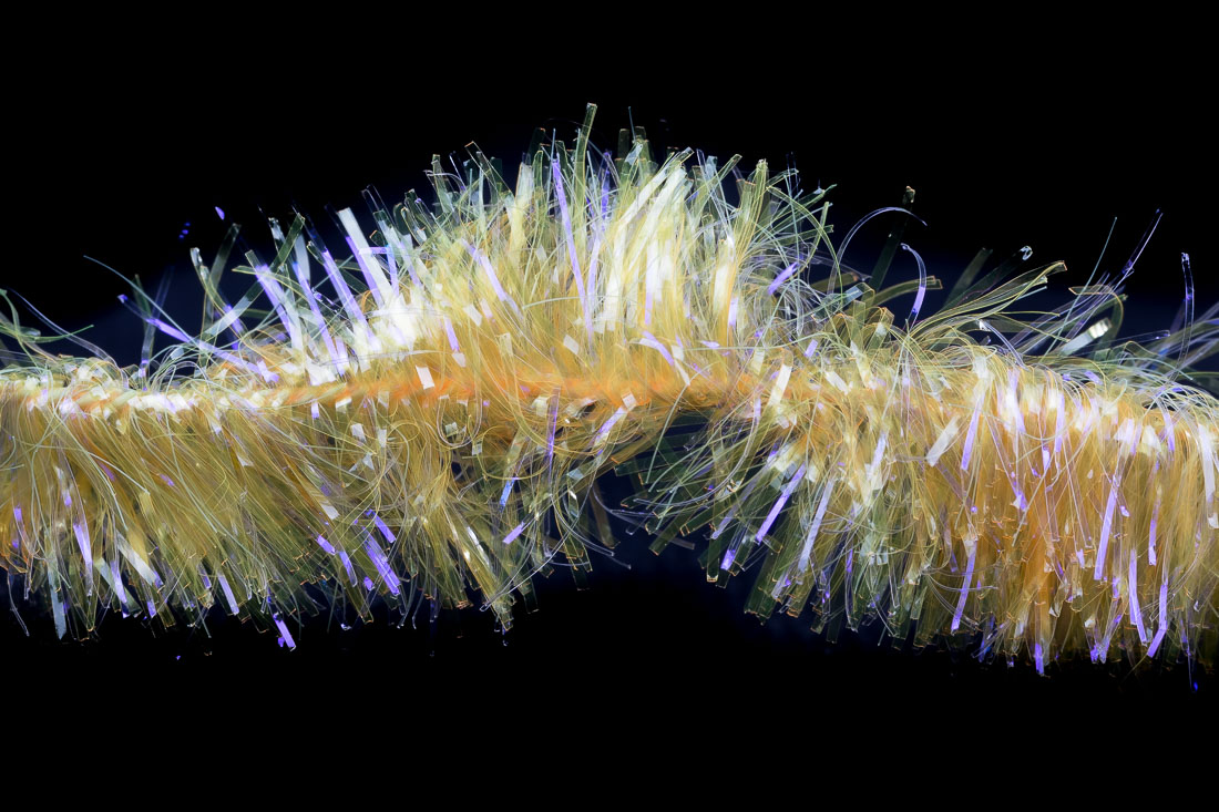 09808-hends-ice-chenille-10mm-06 06 fluo orange