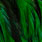 green highlander
