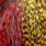 grizzly pardo red & yellow