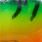 tropicana tina