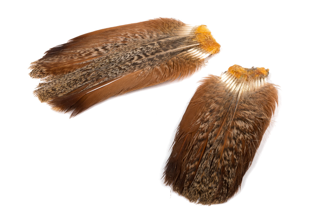 veniard_english_partridge_complete_tail_1