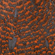 grizzly dyed orange