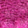 grizzly dyed pink
