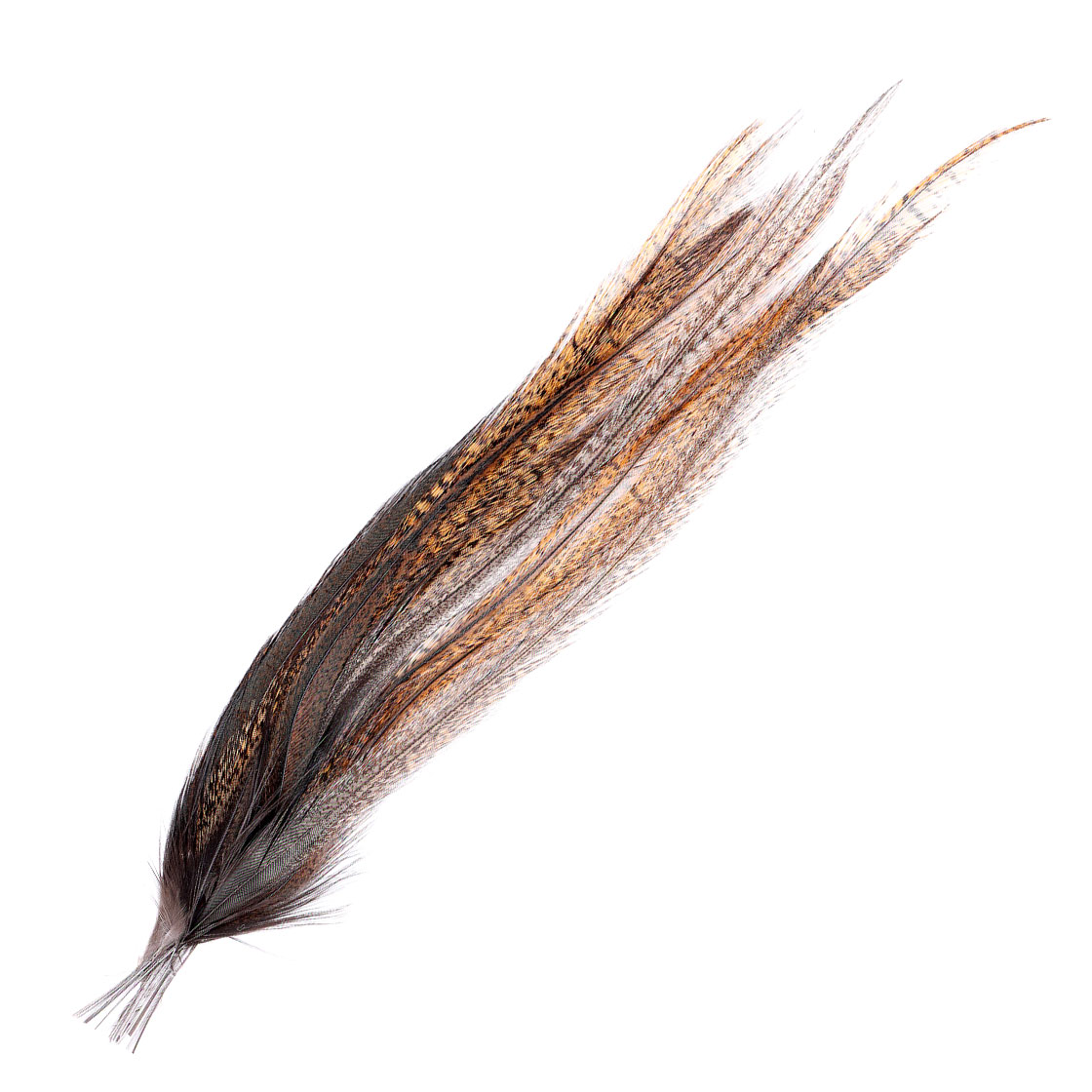 pardo flor de escobar