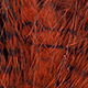 burnt orange/barred black