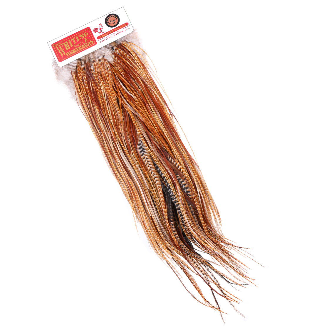Barred Dark Ginger