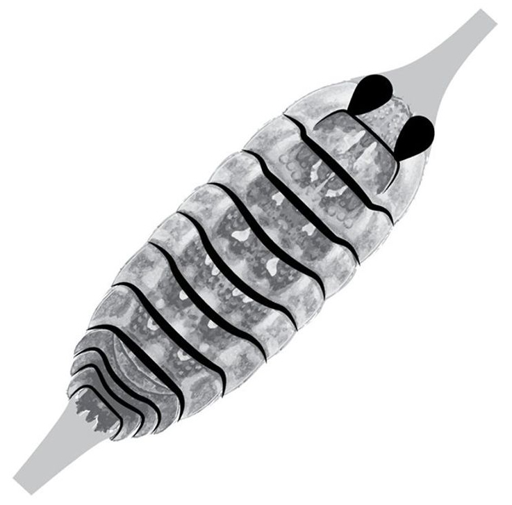 P-27712_Pro_Sportfischer_Gammaerus_SW_Shell_Back_ Pro Sportfisher Gammarus SW Shellback