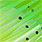 CLT 385 yellow chart./green chart.