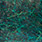peacock eye