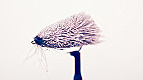 Bindevideo: Goddard Sedge