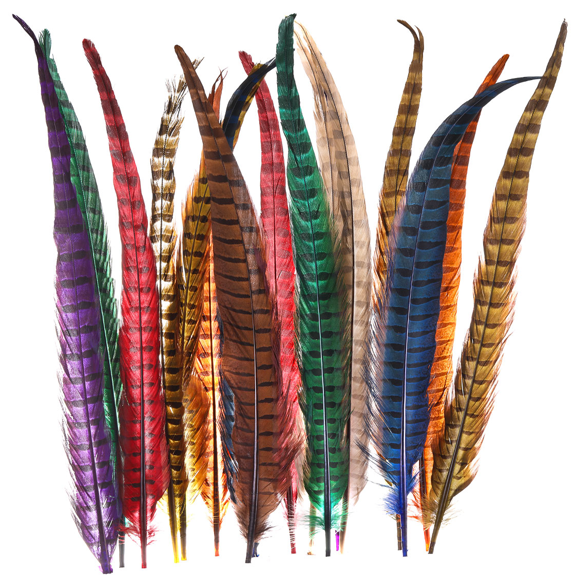 Wapsi Premium Jagdfasan Ringneck Pheasant Tail Schwanzfedern