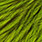 fluo green chartreuse