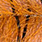 redfish & orange black bar