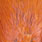 white dyed burnt orange