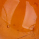 amber