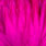 white dyed magenta