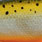 redfin spotted minnow