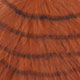 burnt orange/barred black