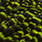 grizzly chartreuse