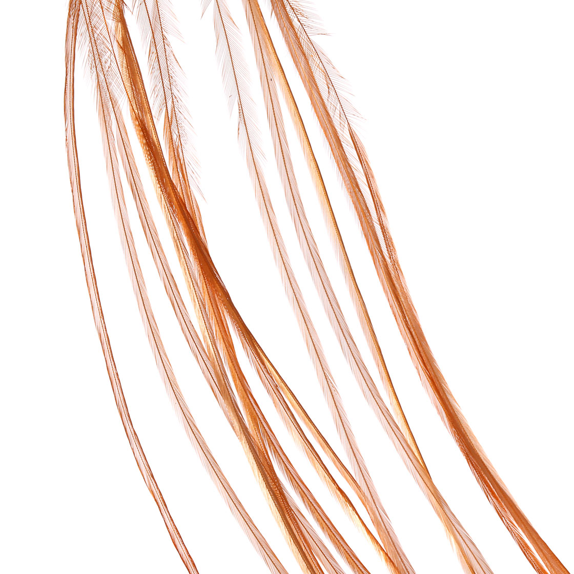 white dyed golden brown