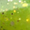 tiger green