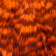 grizzly dyed orange