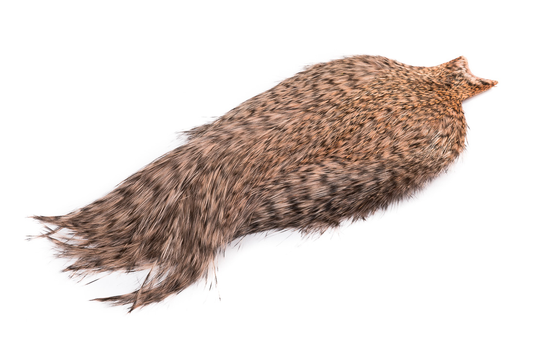 grizzly salmon