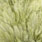 golden olive