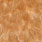 medium ginger