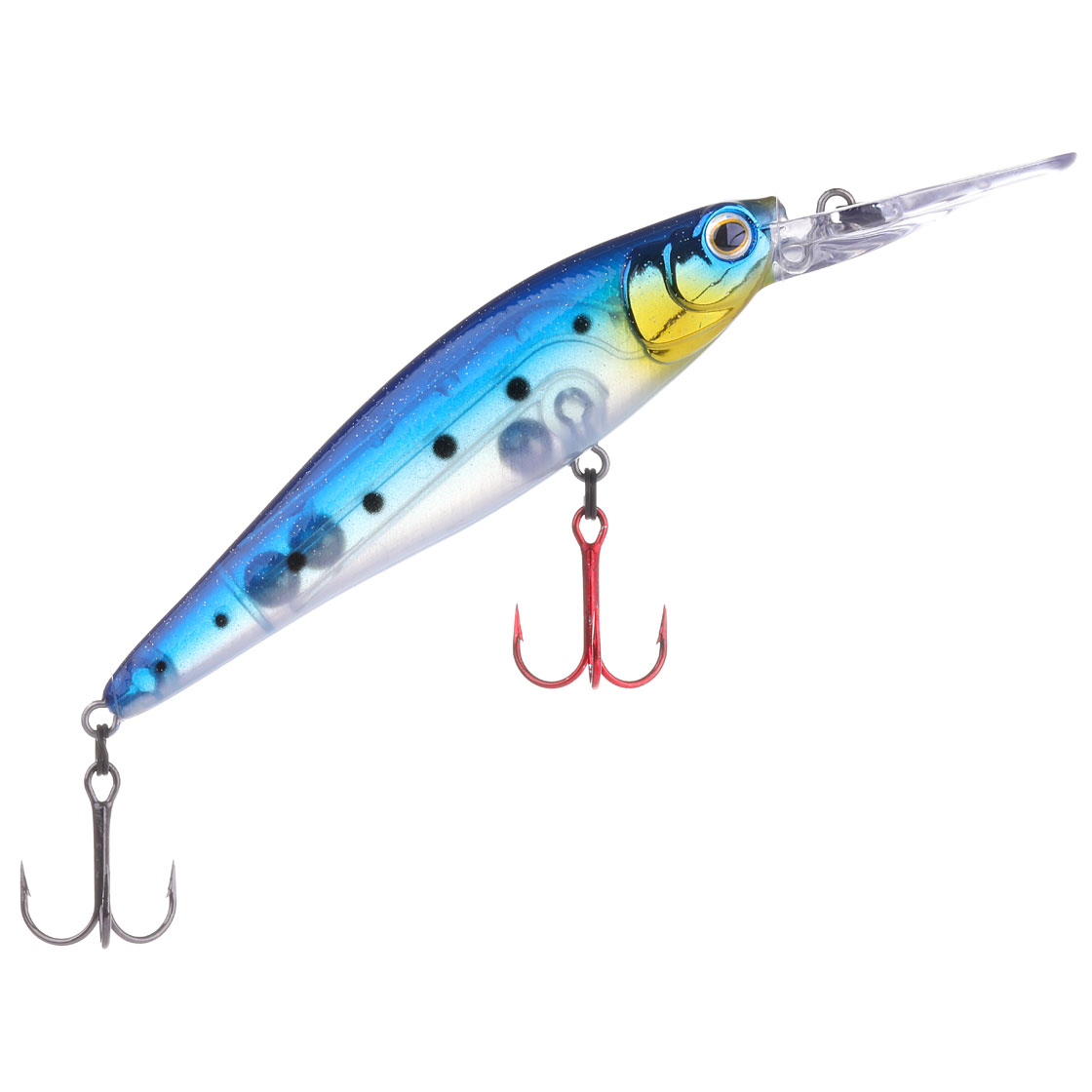 Sardine