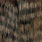 grizzly black barred