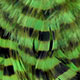 chartreuse/black
