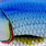 blue sardine