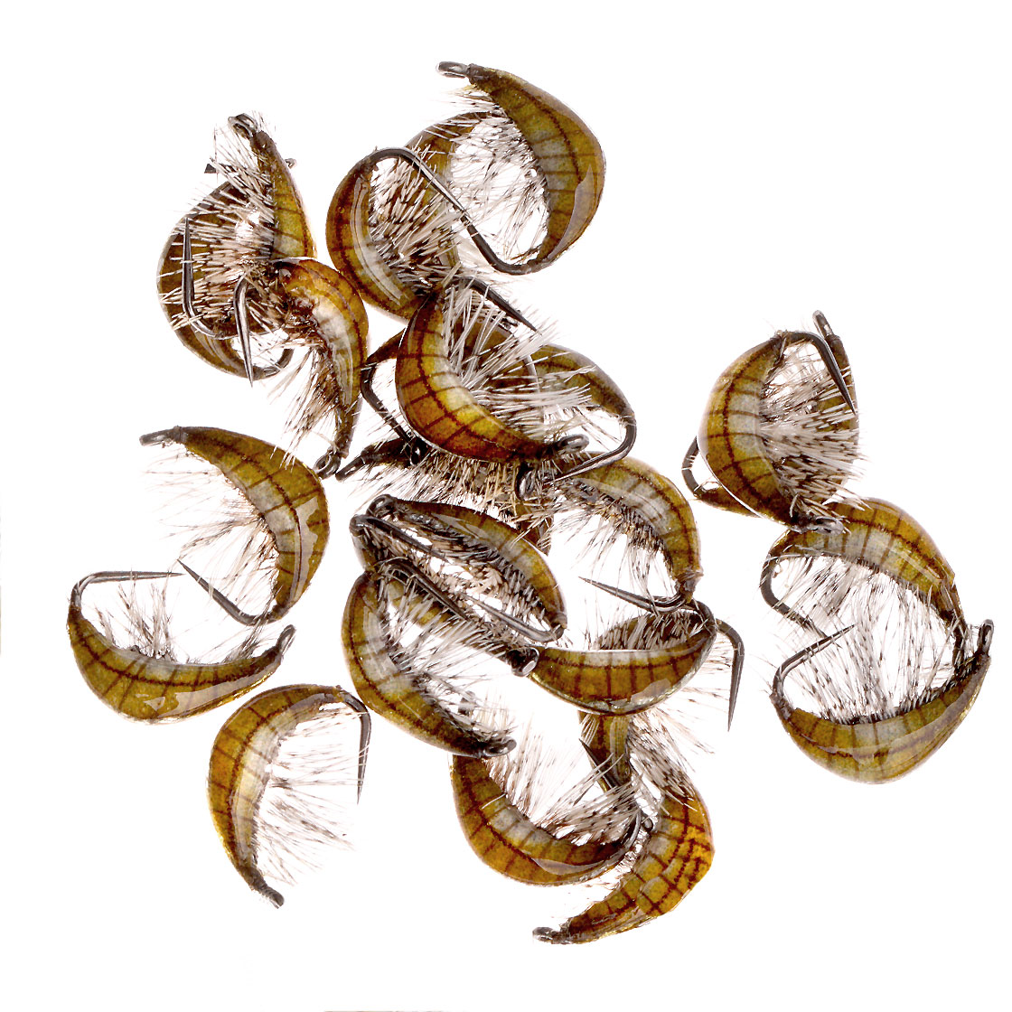 Gammarus_Olive_2