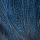 pardo kingfisher blue
