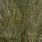 white dyed dark olive
