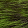 chartreuse