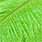 chartreuse